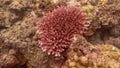 Coral found at redang sea