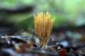 Coral fungus cosmic strange object Royalty Free Stock Photo