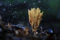 Coral fungus cosmic strange object Royalty Free Stock Photo