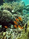 Coral garden