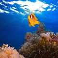 Coral garden with anemone of yellow clownfish