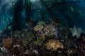 Coral Garden in Blue Water Mangrove, Raja Ampat