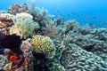 Coral garden Indonesia Royalty Free Stock Photo