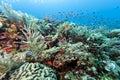 Coral garden Indonesia Royalty Free Stock Photo