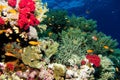 Coral garden in the red sea Royalty Free Stock Photo