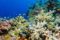 Coral garden in the red sea Royalty Free Stock Photo