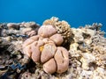 Coral garden in red sea, Marsa Alam, Egypt Royalty Free Stock Photo