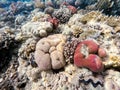 Coral garden in red sea, Marsa Alam, Egypt Royalty Free Stock Photo