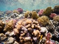 Coral garden in red sea, Marsa Alam, Egypt Royalty Free Stock Photo