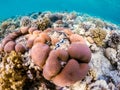 Coral garden in red sea, Marsa Alam, Egypt Royalty Free Stock Photo