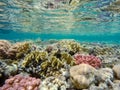 Coral garden in red sea, Marsa Alam, Egypt Royalty Free Stock Photo