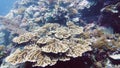 The underwater world of a coral reef. Leyte, Philippines.