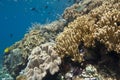 Coral gardens Royalty Free Stock Photo