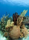 Coral gardens with branching tube sponge Royalty Free Stock Photo