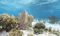 Coral Gardens