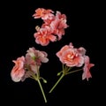 Coral geranium flowers on a black background Royalty Free Stock Photo