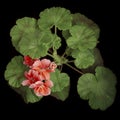 Coral geranium flowers on a black background Royalty Free Stock Photo