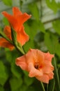 Coral gladiolus