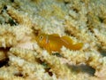 Coral Goby Royalty Free Stock Photo