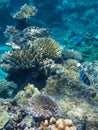 Coral in the Great Barrier Reef in Australia Royalty Free Stock Photo