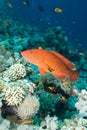 Coral grouper