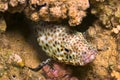 Coral grouper, Red Sea, Egypt Royalty Free Stock Photo