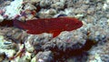 Coral Grouper, Maldives