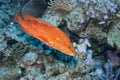 Coral grouper, Red Sea, Egypt Royalty Free Stock Photo