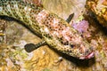 Coral grouper, Red Sea, Egypt Royalty Free Stock Photo