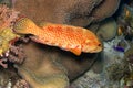 Coral grouper, Red Sea, Egypt Royalty Free Stock Photo