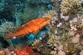 Coral grouper, Red Sea, Egypt Royalty Free Stock Photo