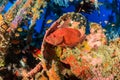 Coral Grouper on an underwater wreck