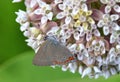 Coral Hairstreak Butterfly