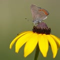 Coral Hairstreak nectaring on a Black-eyed Susan