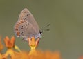 Coral Hairstreak nectaring on Butterfly Milkweed