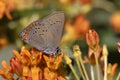 Coral Hairstreak nectaring on Butterfly Milkweed