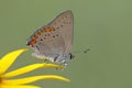 Coral Hairstreak perched on a Black-eyed Susan