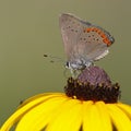 Coral Hairstreak on Black-eyed Susan