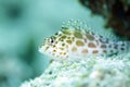 Coral Hawkfish