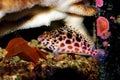 Pixy red spotted Hawkfish - Cirrhitichthys oxycephalus