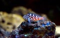 Pixy red spotted Hawkfish - Cirrhitichthys oxycephalus