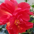 Coral hibiscus flower