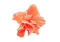 Coral Hibiscus, orange flower isolated on white background with clipping path Royalty Free Stock Photo