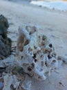 Coral Hidden in the Beach Sand Royalty Free Stock Photo