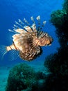 Coral Hind Grouper