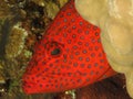 Coral Hind Grouper