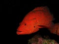 Coral Hind Grouper