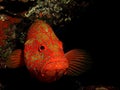 Coral Hind Grouper