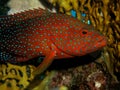 Coral Hind Grouper
