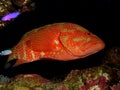 Coral Hind Grouper cephalopholis miniata